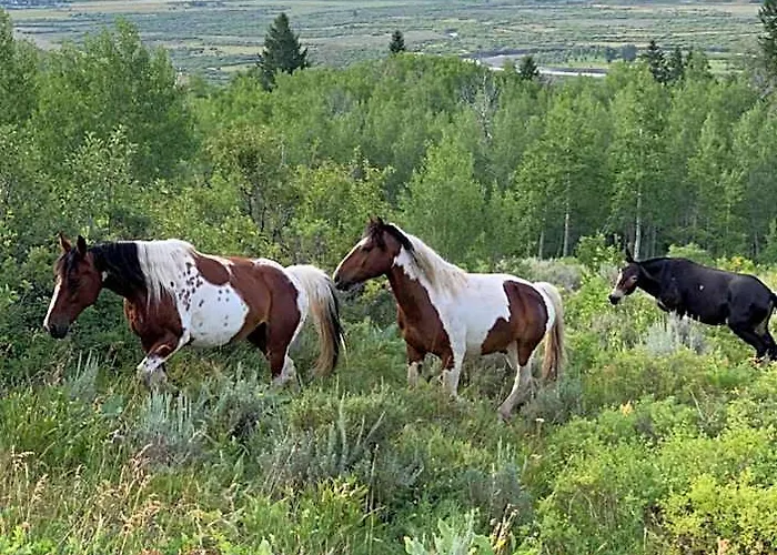 Heart Six Ranch Moran